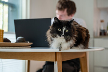 Young man working from home on laptop and cat sitting on the table