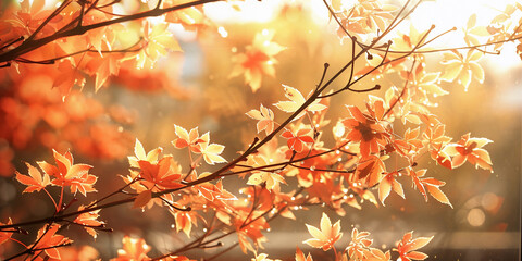 Beautiful autumn sunlight filtering through vibrant maple leaves indoors