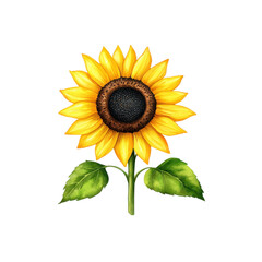 Fototapeta premium Vibrant Single Sunflower Watercolor Artwork