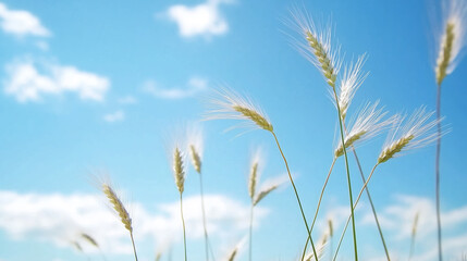 Grass sways gently under a bright blue sky with fluffy clouds during a serene summer day