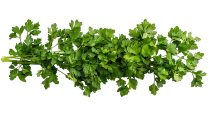 Obraz premium Fresh Bunch of Parsley with Visible Leaves for Culinary and Herbal Uses in Cooking and Presentation.