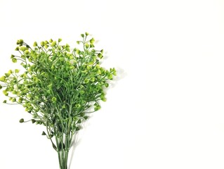 Bunch of parsley on white background with empty space for advertising
