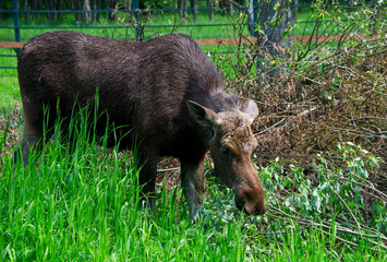 Elk lunch in the elk reserve.