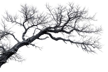 Obraz premium Tree without leaves, with dry bare branches watercolor illustration. Gothic driftwood Halloween decoration. Countryside isolated from background. For seasonal design winter, autumn.