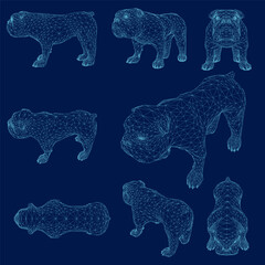 Wireframe set bulldog vector illustration. Bulldog puppy stand and looking forward. Dogs, pets themed design element, icon, logo