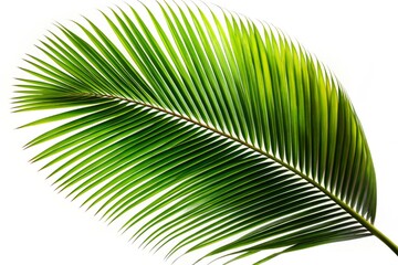 Obraz premium Coconut Palm Leaf Silhouette, Isolated White Background, Medium Shot Photography