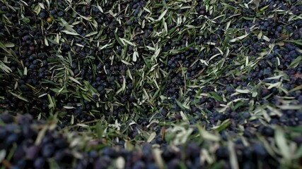 Harvested olives loaded to press hopper in olive oil mill. Cleaned and sorted olives before the press processing for olive oil production.