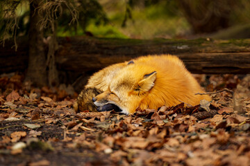 Curled up, sleeping red fox in the forest