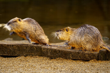 Nutria (Coypu) hunting each other in their natural habitat.
