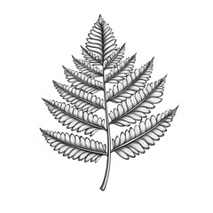 Naklejka premium Detailed hand-drawn fern leaf illustration.