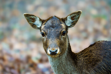 Portrait of a brown fallow deer. Blurred background with dry leaves on the ground, autumn day in a wildlife park