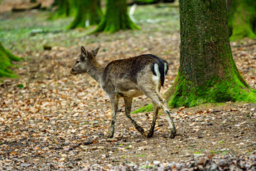 A brown roe deer (Capreolus capreolus) runs through the forest. Dry leaves on the ground, autumn day in a wildlife park