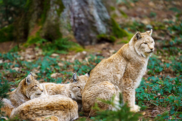 A female lynx sits next to her cubs. Forest landscape in the background