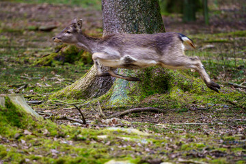 A brown roe deer (Capreolus capreolus) on the run. Motion blur. Autumn day in a wildlife park
