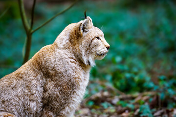 A sitting lynx in profile. Forest landscape in the background