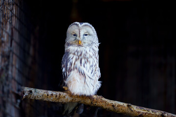 The Ural owl (Strix uralensis) sitting on a branch. dark background