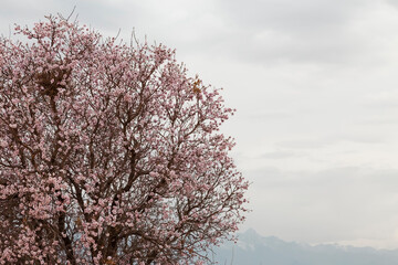 Apricot blossoms in march, closeup of pink flowers with fine details as a background.	
