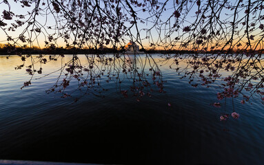Spring daybreak scene from the banks of the Tidal Basin featuring the Thomas Jefferson Memorial & cherry blossoms