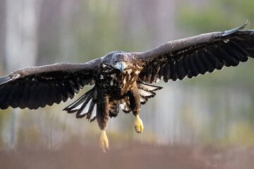 White-tailed eagle in flight with forest background
