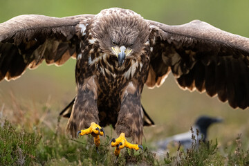 Eagle landing with forest background