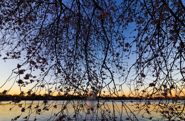 Spring sunrise view from the banks of the Tidal Basin featuring cherry blossoms and the Jefferson Memorial in the distance, National Mall, Washington DC