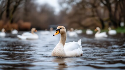 Fototapeta premium A swan is swimming in a body of water with other swans in the background