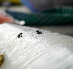 Flies caught in white glue traps