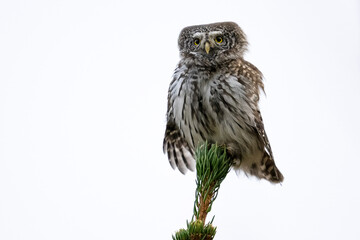 Pygmy owl on top of spruce tree, majestic pose