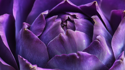 Macro photography of purple artichoke, intricate texture, lavender isolated background.