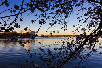 Spring daybreak scene from the east-side of the Tidal Basin featuring the Thomas Jefferson Memorial and cherry blossoms, National Mall, Washington DC