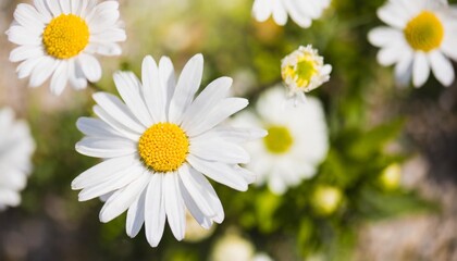 Obraz premium Beautiful Blooming Flowers in Spring with Vibrant Colors and a Soft Background