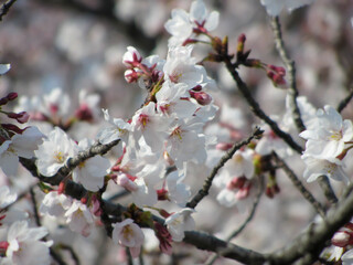 咲き誇る美しい桜の花