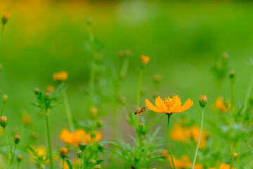 黄色いコスモスと訪れる蜂の風景