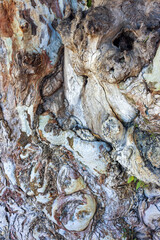 detail of the texture of the bark of a pine tree.  