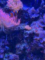 Berlin, Aquarium 