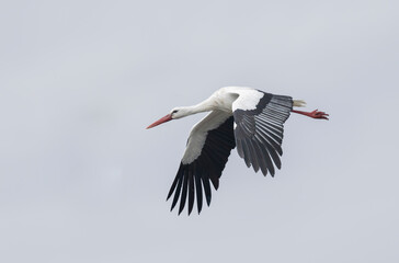 white stork Ciconia Ciconia in a swamp in Camargue, Southern France