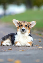 cute welsh corgi on a walk