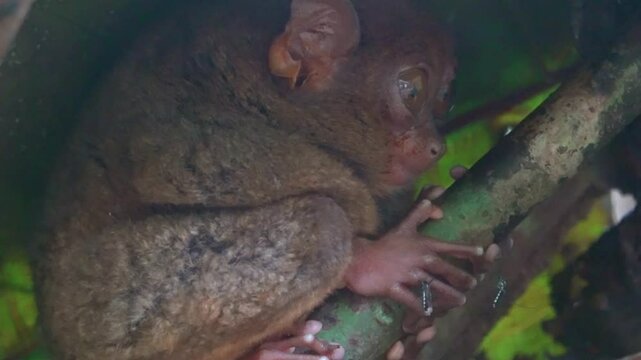 Endangered Tarsier in Bohol Tarsier sanctuary, Cebu, Philippines