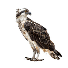 Fototapeta premium Osprey Portrait: A majestic Osprey, perched with sharp focus, showcasing its powerful physique, striking black and white plumage, and piercing gaze. This bird of prey.