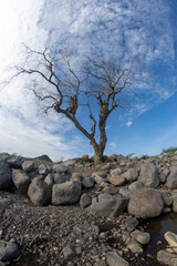 river with rocks and trees landscape part 2