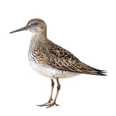 Obraz premium Sandpiper Bird Profile: A solitary sandpiper bird stands confidently against a clean background, showcasing its intricate plumage and slender build.