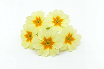Delicate Pale Yellow Primula Flowers on White Background