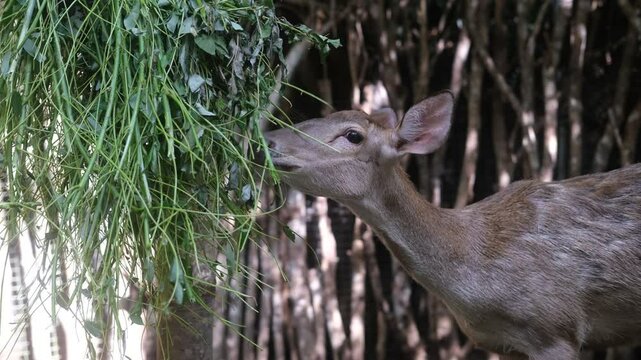 Close up portrait of Sambar deer chewing leaves and chomping with open mouth. Funny and cute face of brown furred deer in zoo where deer roam freely around the area.