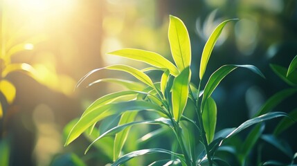 A thriving green plant in natural sunlight,