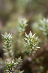 Delicate juniper twigs, garden plant.
