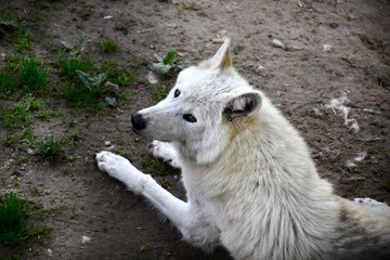 Portrait d'un loup blanc