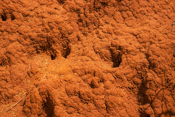 An anthill in the bush on a sunny summer day 