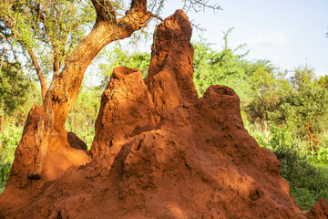 An anthill in the bush on a sunny summer day 