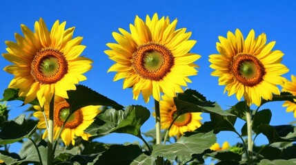 Fototapeta premium Bright Sunflowers Against Clear Blue Sky in a Vibrant Field