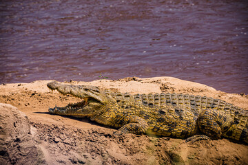 Crocodile basking Mara river Maasai Mara National Game Reserve Park Savannah Grassland Great rift valley wilderness nature fauna wild wildlife Narok County Kenya East Africa landscapes safaris travels